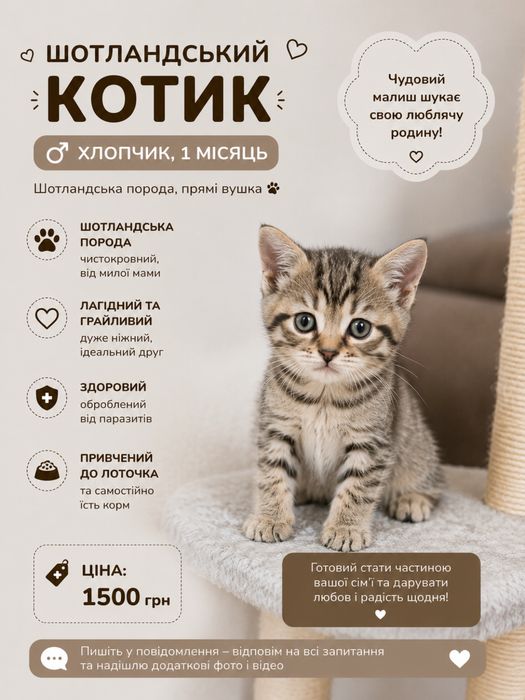 Продам Шотландських кошенят
