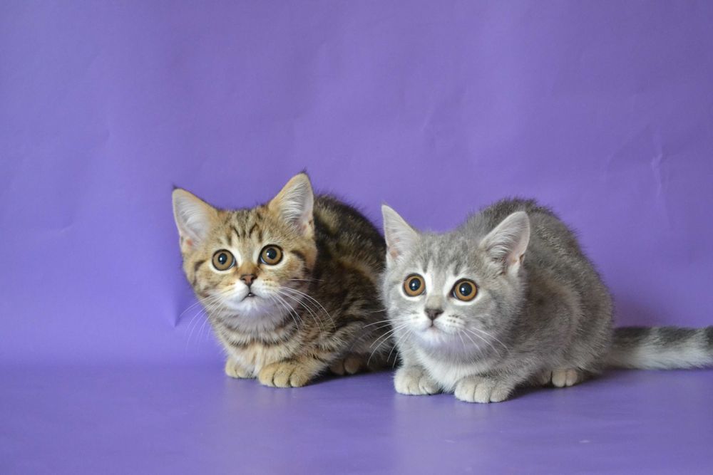 Шотландські кошенята