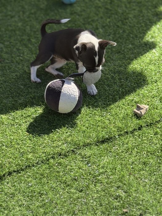 Chihuahua sunia Dodi krótkowłosa pieknosc