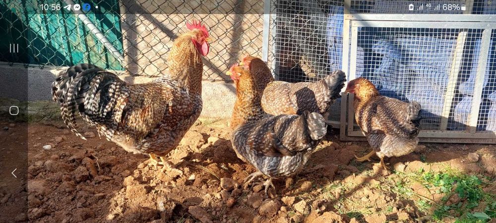 Pintos Araucana / Leghorn Isabella / Preta e Pedrês Portuguesa