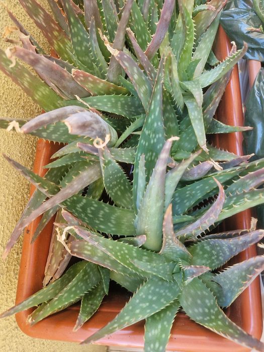 Aloe Vera (rebentos)