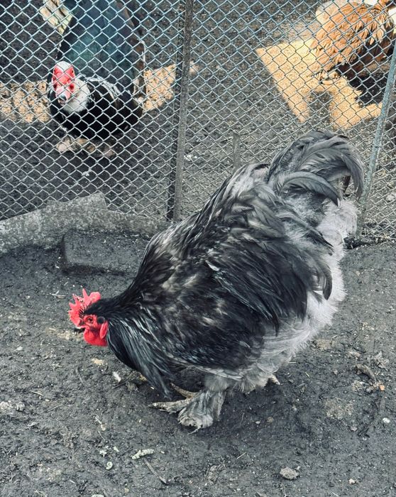 Продаються півні породи: кохінхін, брама та інкубаційне яйце.