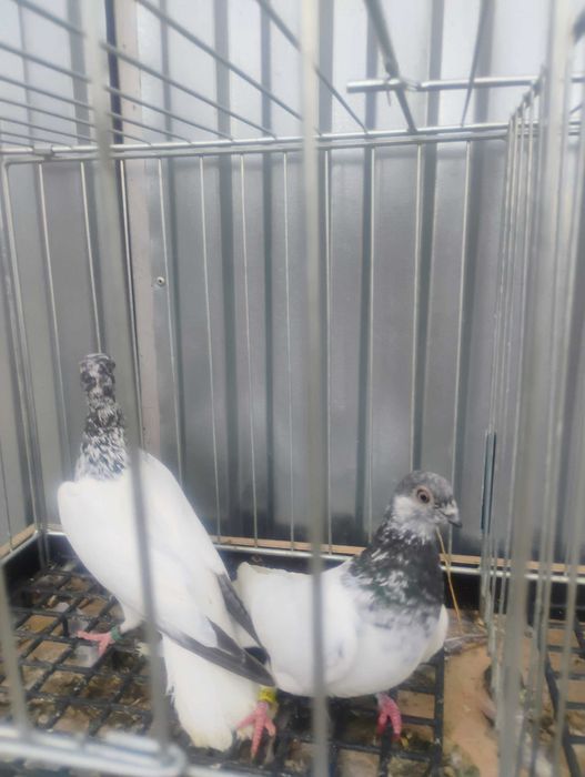 Gołębie budapeszty