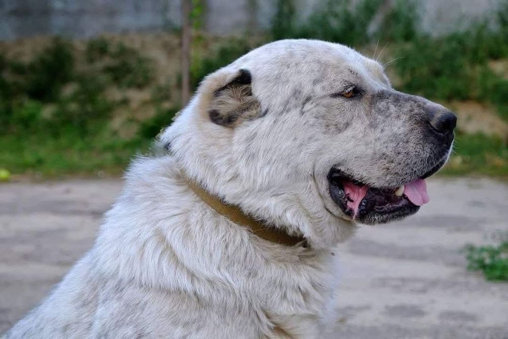 Кобель алабай для в'язок.