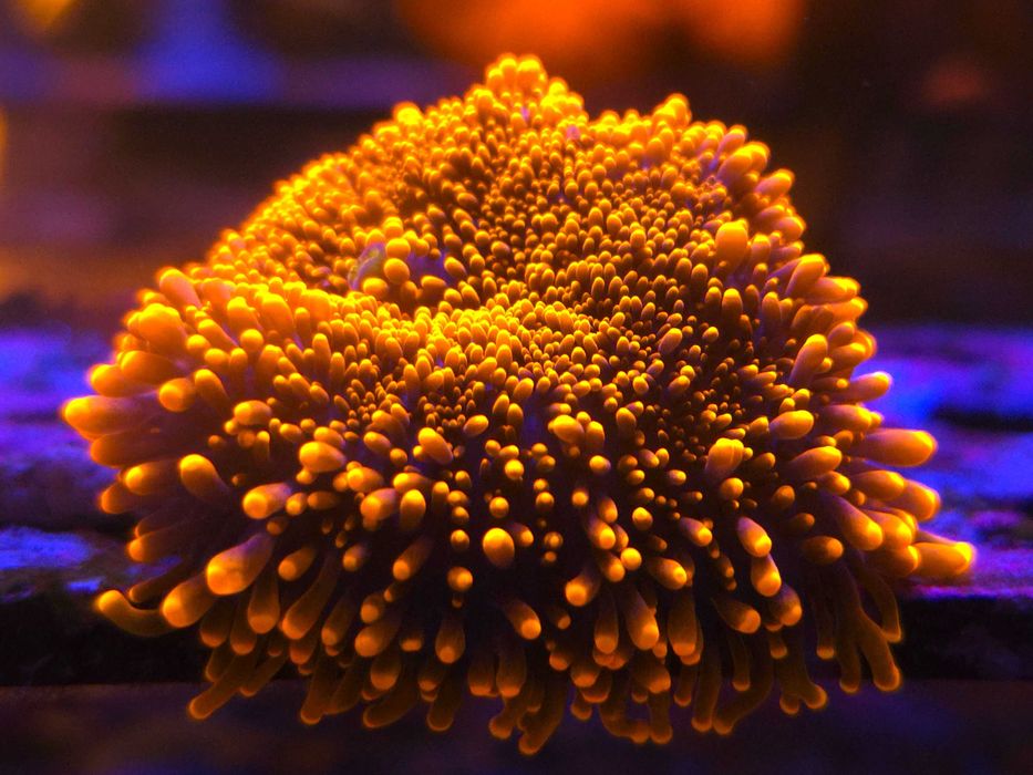 Ricordea sp. Ultra Orange Koralowce Miękkie Akwarium Morskie