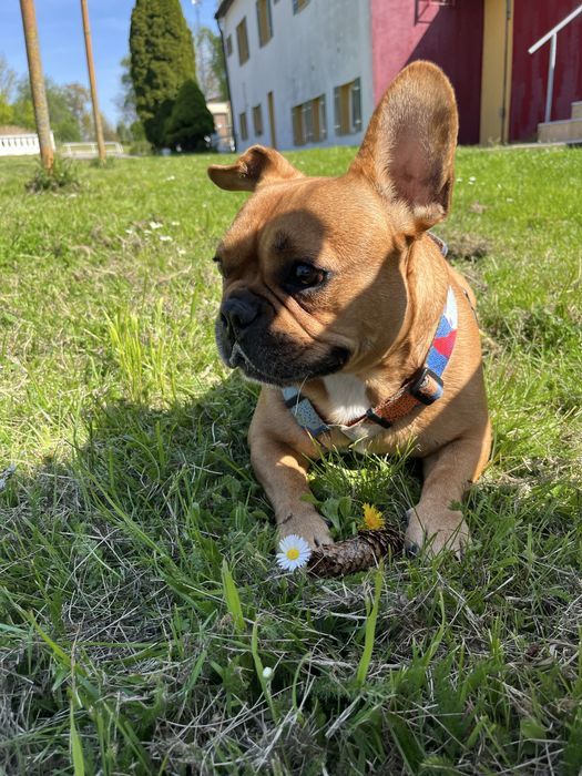 Oddam w dobre ręce – Buldog Francuski, 5 lat