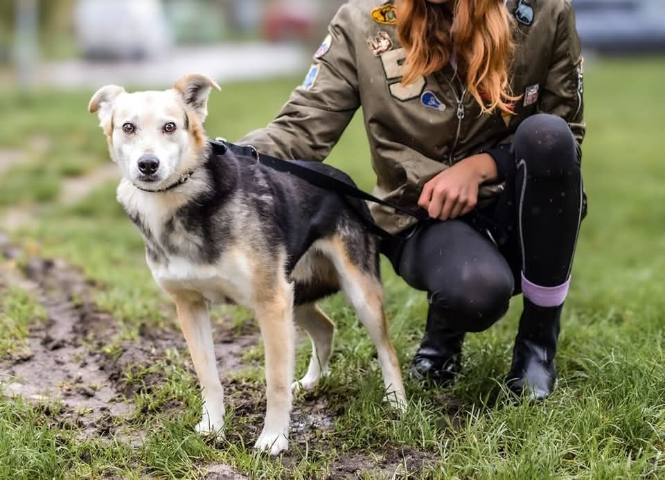 Felix - spokojny pies do adopcji, wrażliwy, zgodny z psami