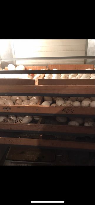 Інкубатор Тандем