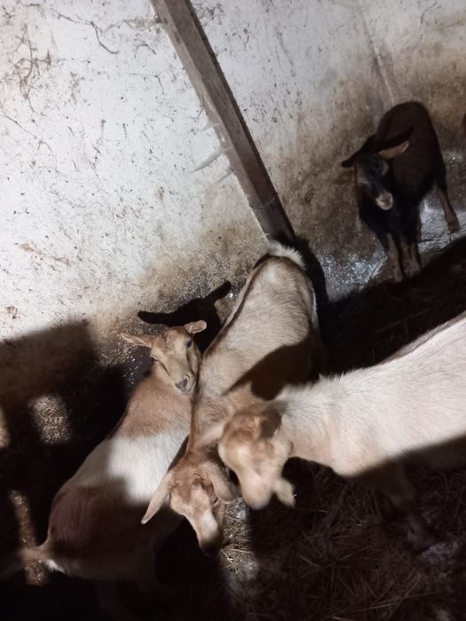 Vendo ou troco 2 cabras pranhas e 3 chibos