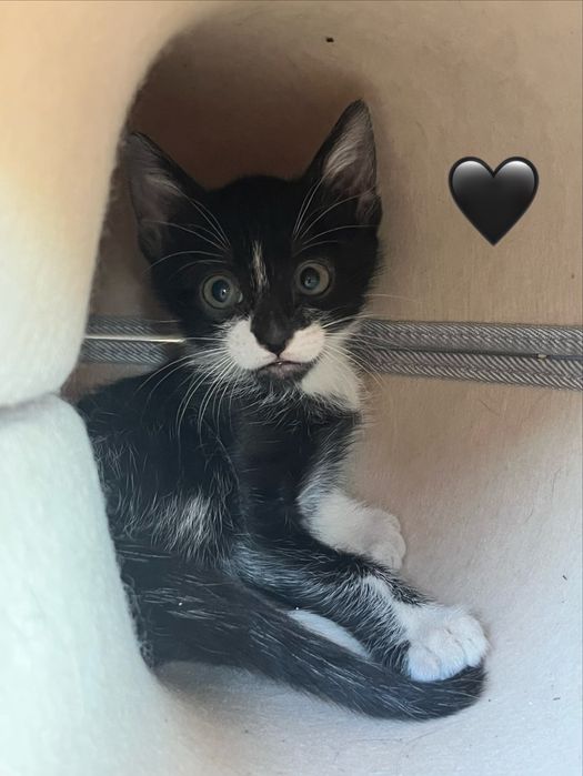 4 gatinhos disponíveis para adoção responsável.