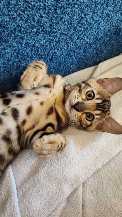 Бенгальські кошенята. Документи клубу WCF