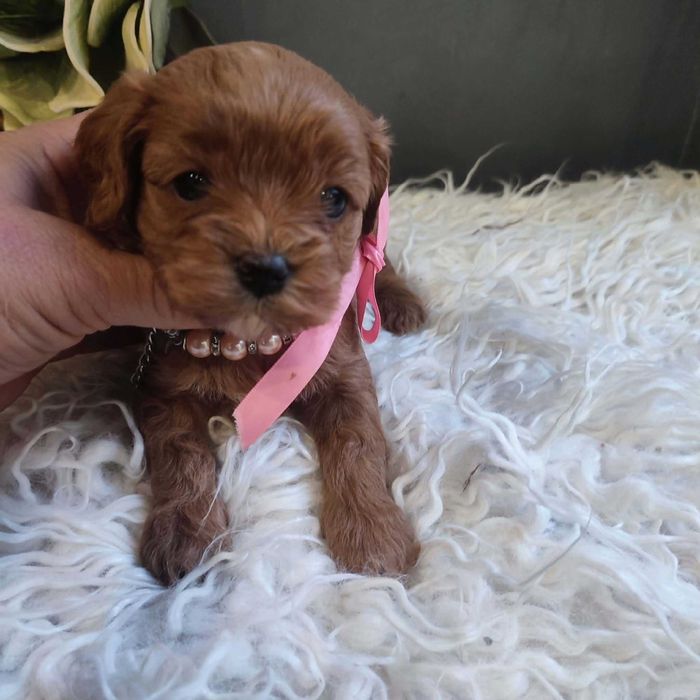 Cavapoo  - cude dziewczyny   do rezerwacji.