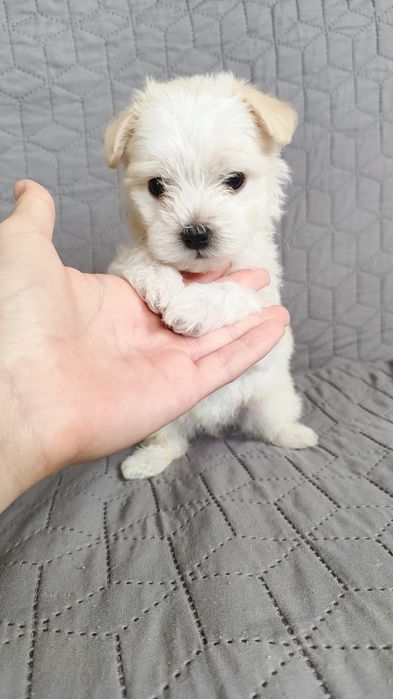 Чистокровні цуценята Мальтійської балонки.