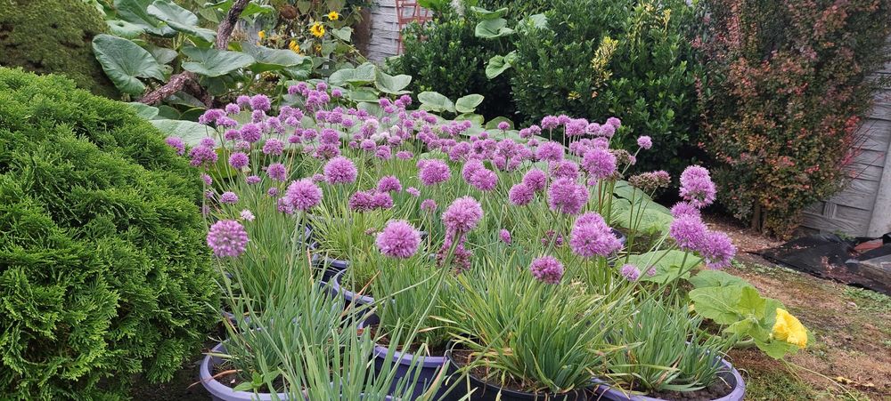 Czosnek ozdobny Millenium - Allium hybrida Millenium Wielkie sadzonki