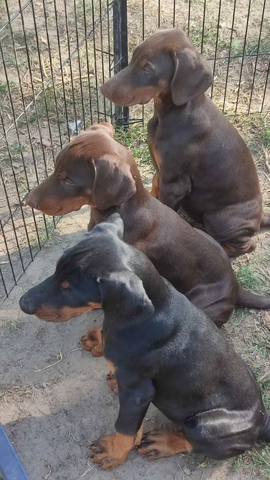 Доберман цуценята КСУ п-к Голден Пак