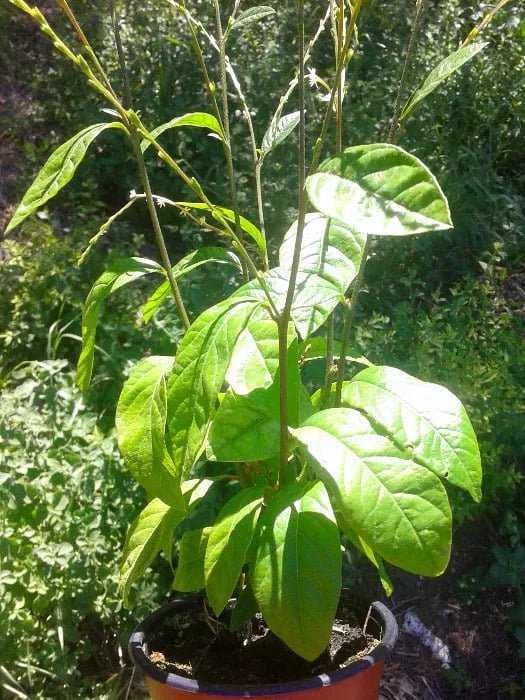 Guiné - planta em vaso