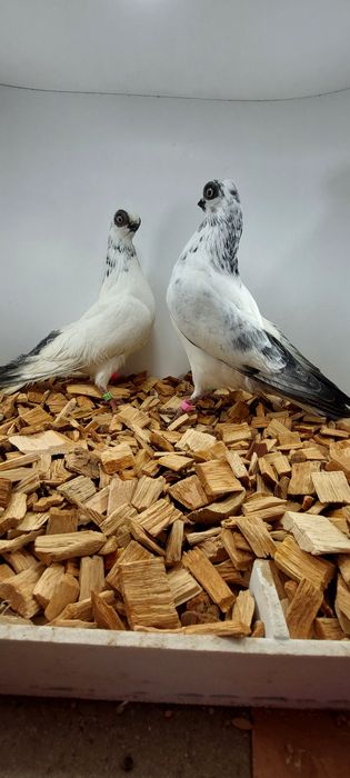 Szek, szeki. Krotkodzioby polski