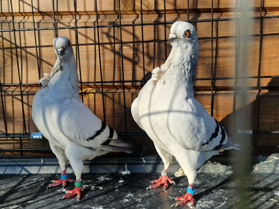 Mewka włoska włoskie gołębie ozdobne rasowe