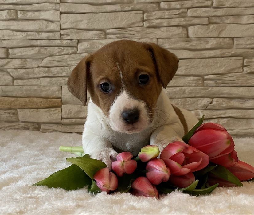 Chłopiec Bursztyn Jack Russell Terrier