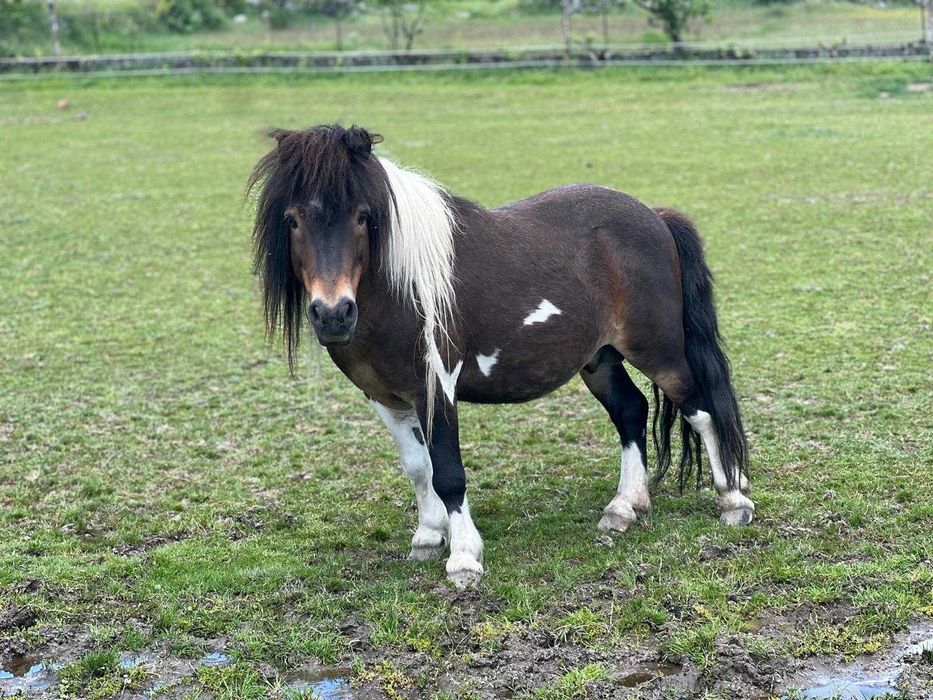 Pónei castanho e branco
