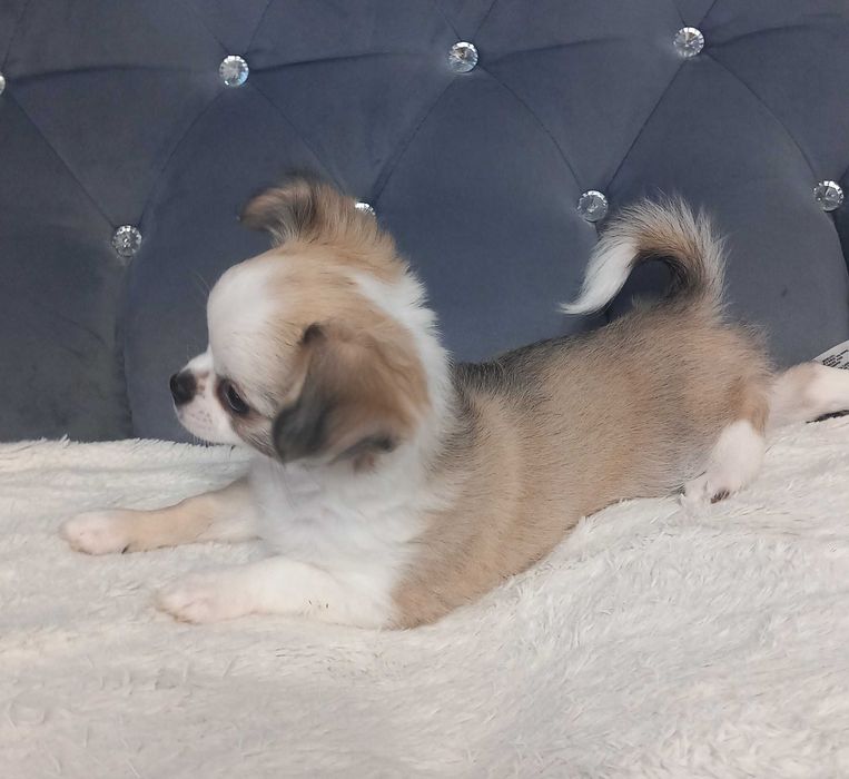 Suczka Chihuahua