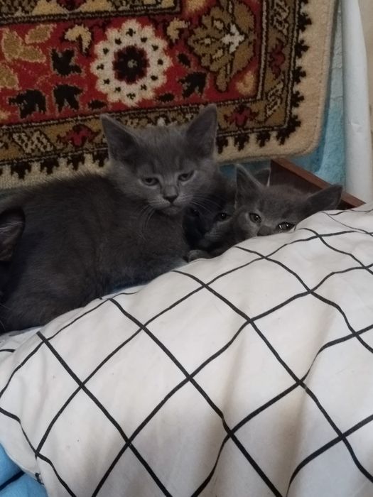 Кошенята домашні