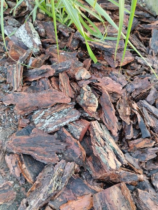 Kora                         .