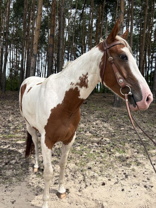 Wałach do na sprzedaz/ do dzierżawy APH 5 letni z certyfikatem- Żabinko Mosina