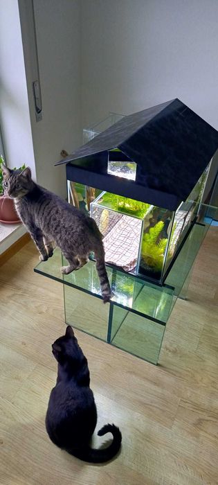 Vendemos aquário - gatário! Uma nova opção interessante!
