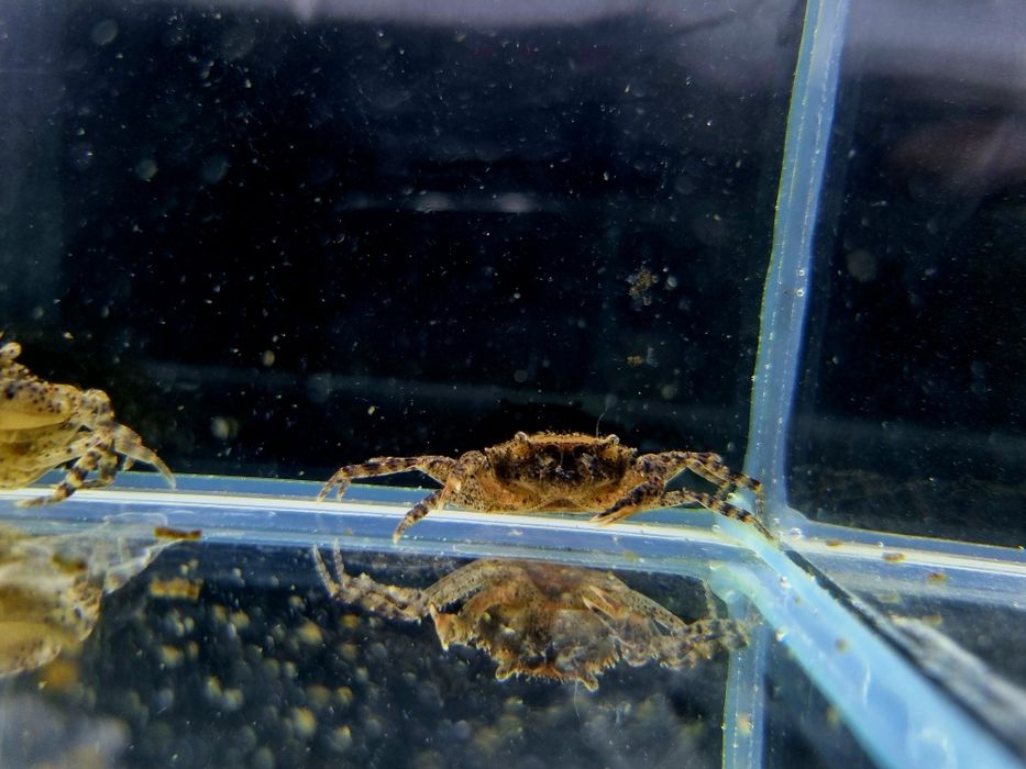 Krab Mekhong akwariowy krab wodny