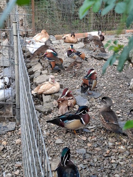 Galinhas patos garnizas perus fracas
