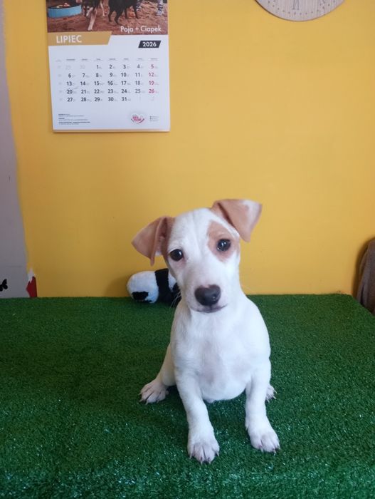 Ostatni Piesek Jack Russell terrier