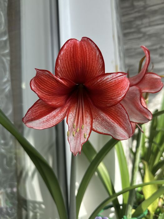 Гіппеаструм Харизма