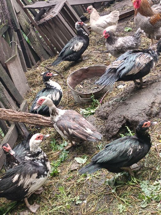 Качки 5штук  1 качур