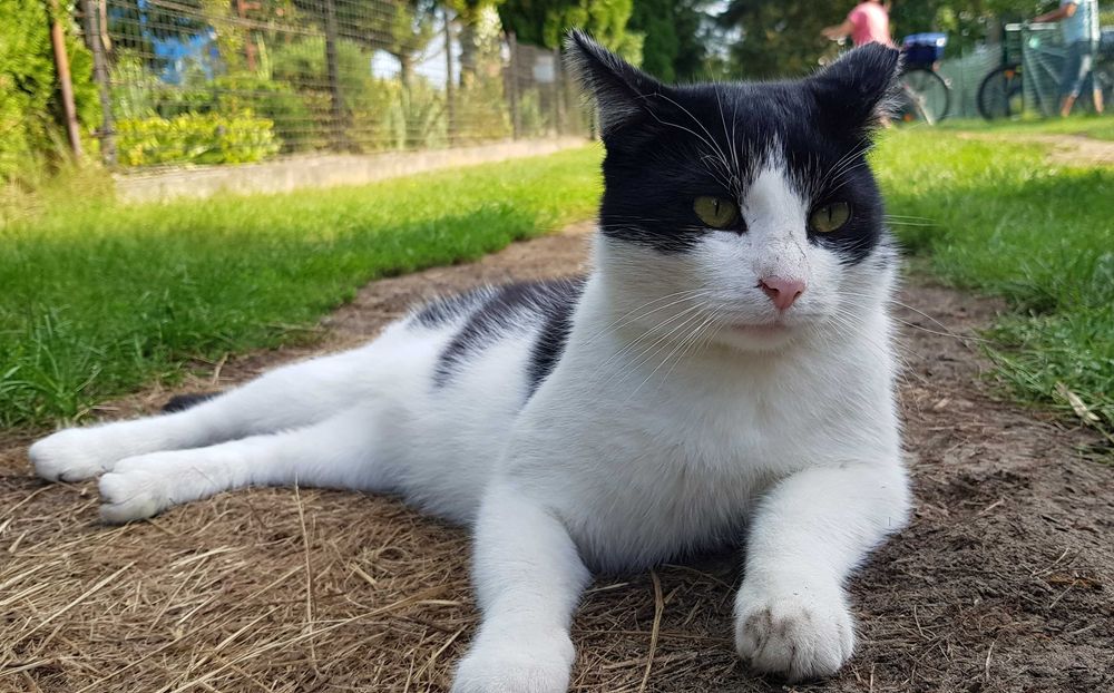 Poznań i okolice - młody kocurek Maniuś szuka domu