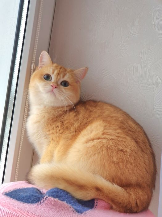 Золотая британская шиншилла котик котята кот