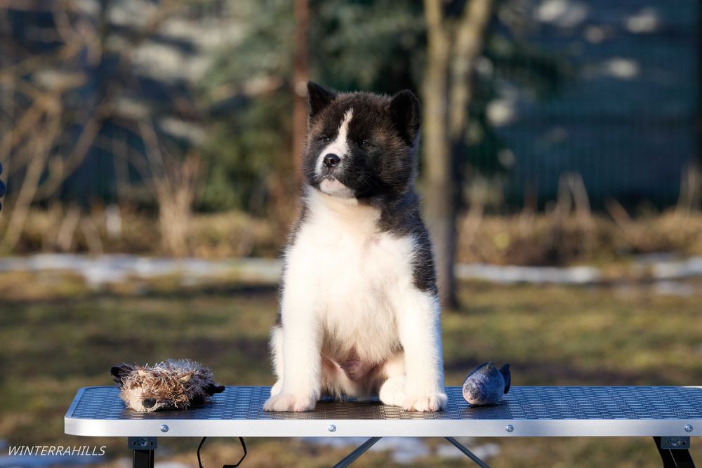Американська Акіта ~ Американская Акита