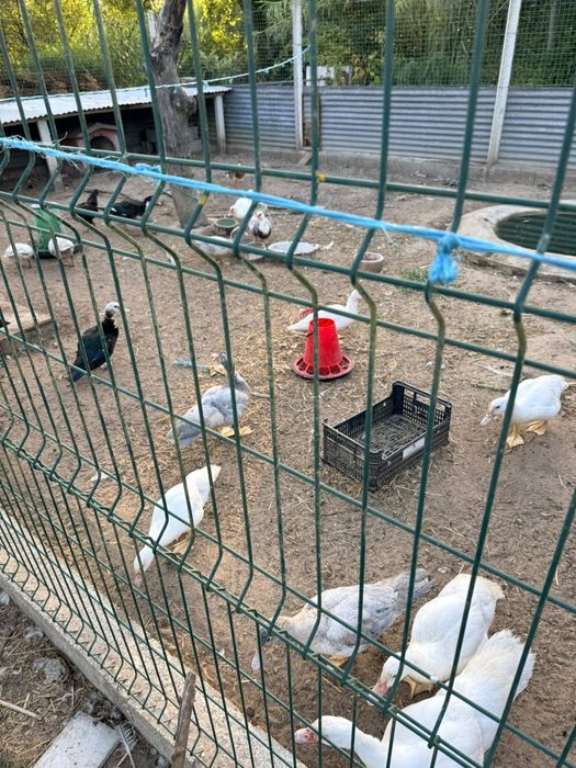 Patos e Galinhas