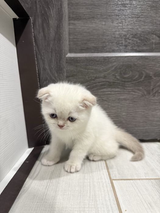 Кошенята весловухі