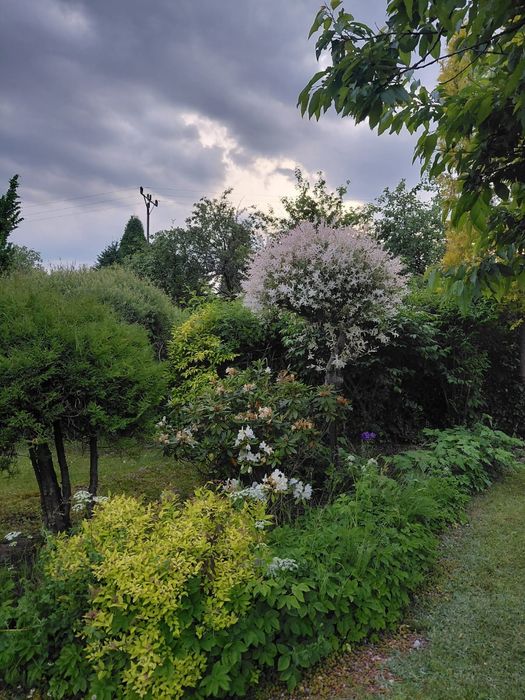 Działka ROD ZIELONY Wiczlino - Widok 5