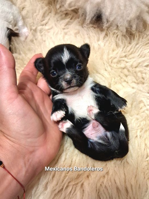 NAJPIĘKNIEJSZY MINI KRÓLEWICZ chihuahua. Krótkowłoy chłopczyk !