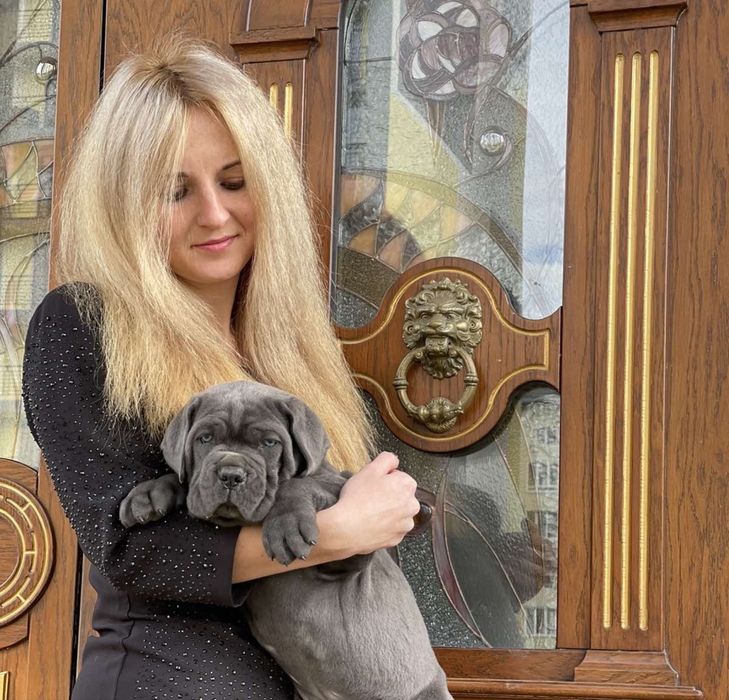 Хлопчики дівчатка Cane corso-від розплідника