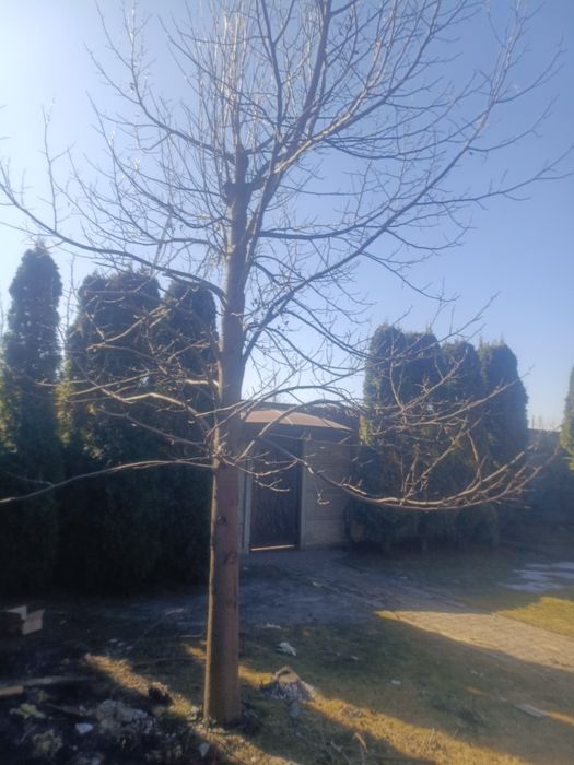 Дерево тюльпанове 10 років