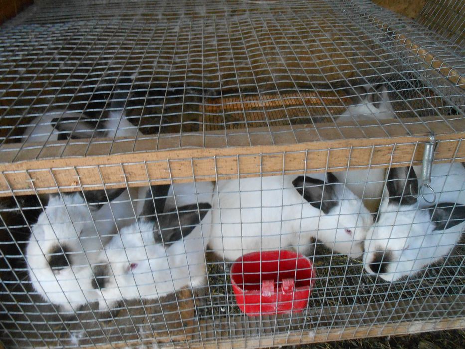 Продаються кролики. жива вага або тушки.