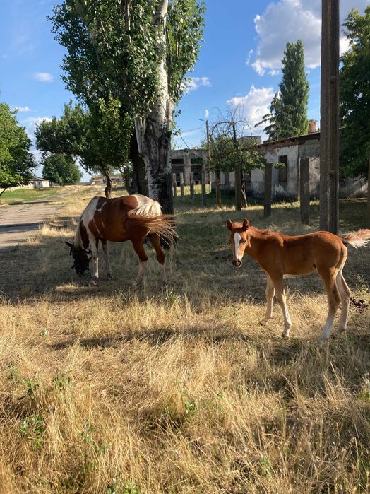 Продам жеребчиків від ваговоза