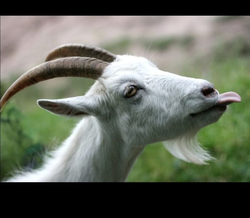 Молоко козине домашнє