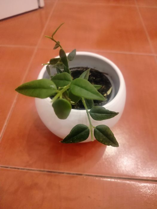 Hoja Bella,hoja Bella