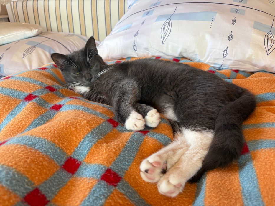 2 koty do adopcji.