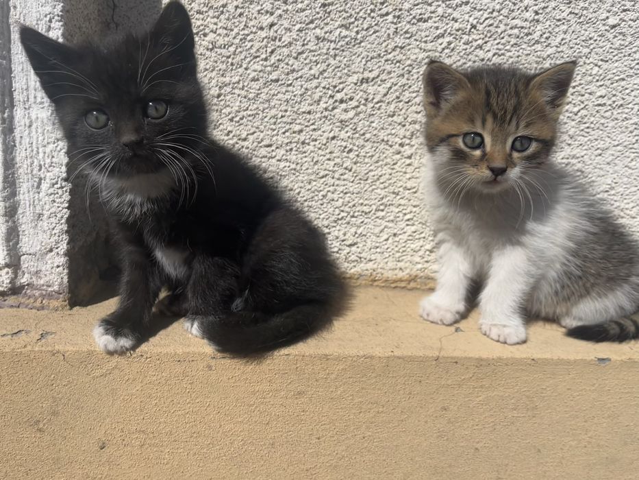 Кошенята в добрі руки