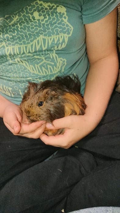 Świnki morskie canvie peruwianki